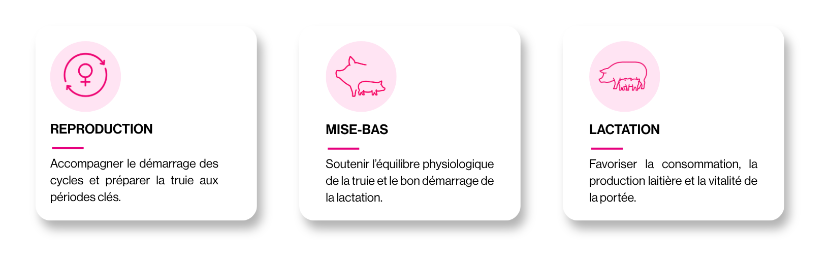 Étapes clés pour la truie