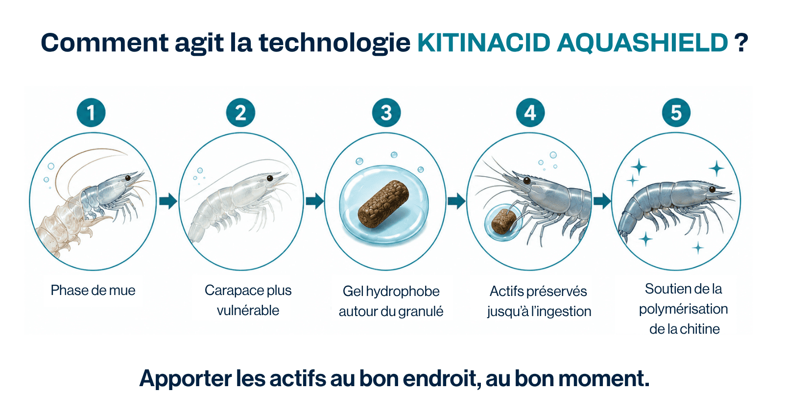 Technologie KITINACID AQUASHIELD