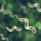 Campylobacter