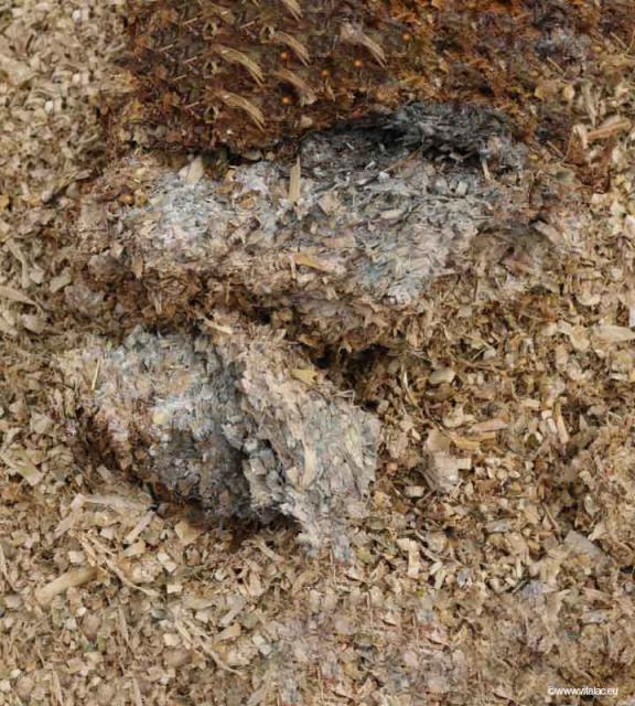 contamination_stockage_silo_ensilage_front_attaque_capteurs_mycotoxines