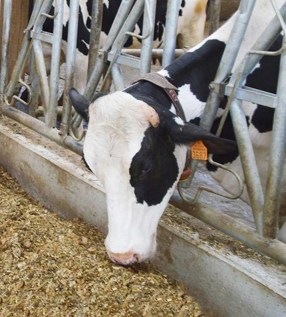 siloguard ensilage ration mais fourrage conservateur bovin vache ruminant