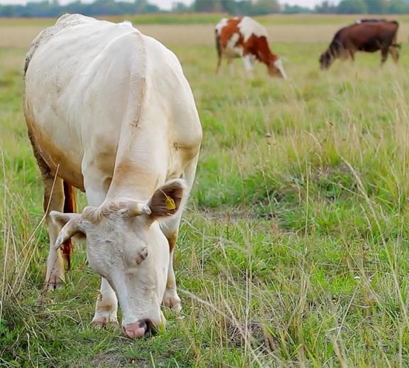 vache pature