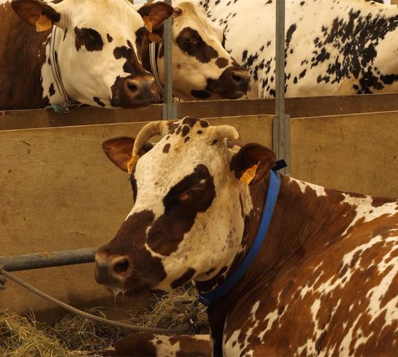 Interview Philippe Arzul : Quelle expertise apporte Vitalac en élevage bovins ? 