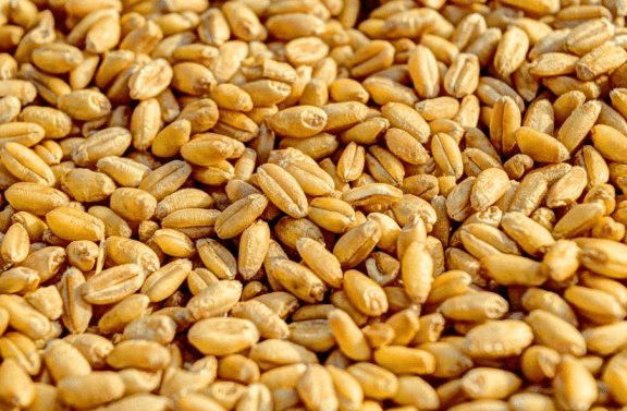 Grains de blé