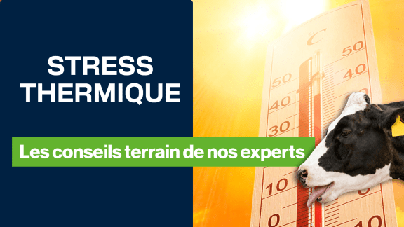 Stress tehrmique