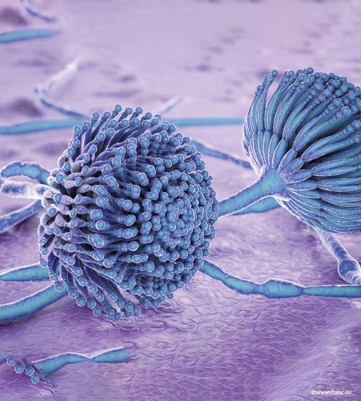 moisissures_champignons_stockage_aspergillus-sp_capteurs_mycotoxines