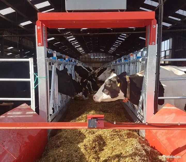 RumenStimul - Digestion ration vaches laitières bovins