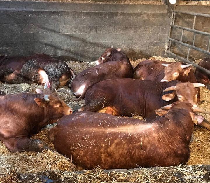 bovins viande - engraissement