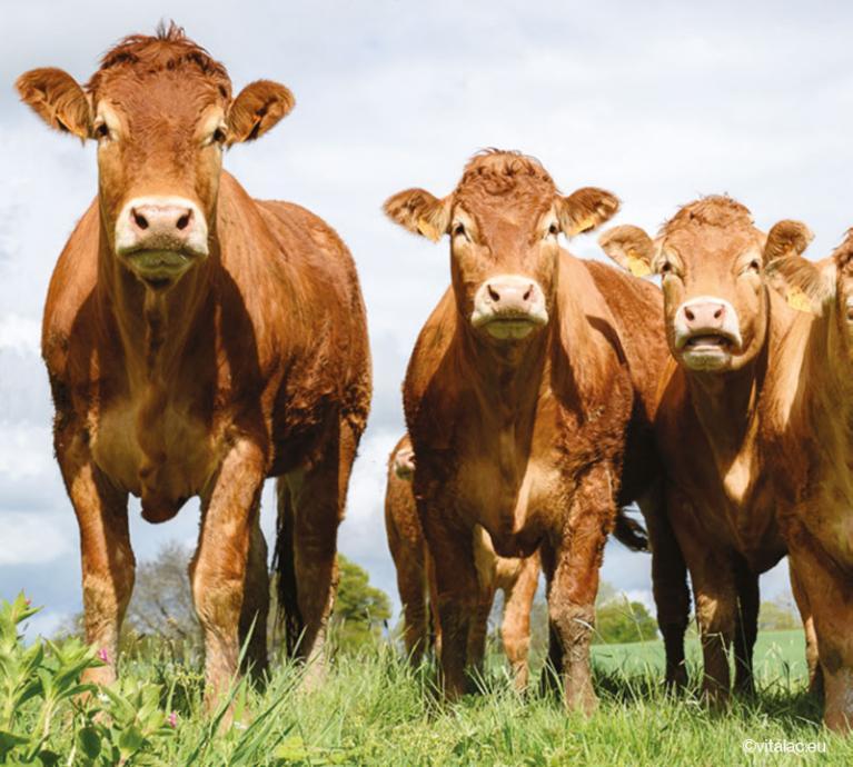 Bovins viande : Nutrition des vaches allaitantes et des bovins d'engraissement 