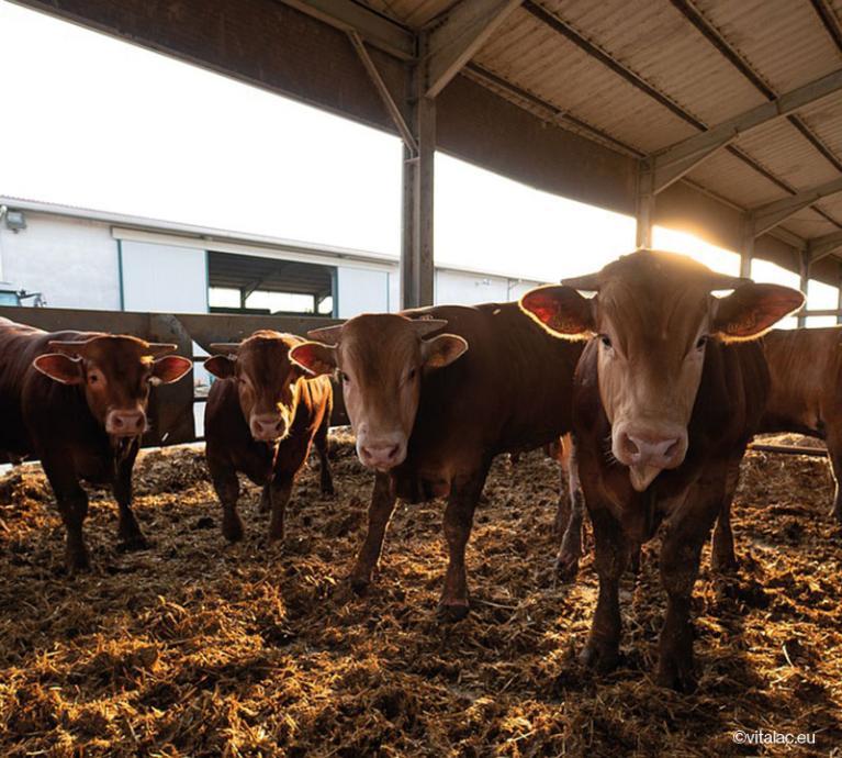 Bovins viande : Nutrition des bovins d'engraissement