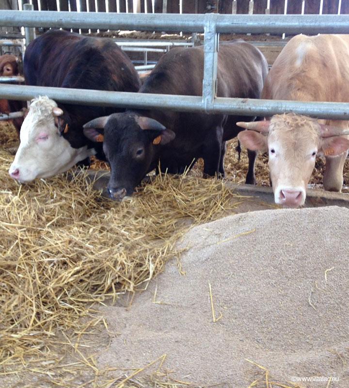 Rumix - Breeding ration - Beef cattle - Fattening cattle