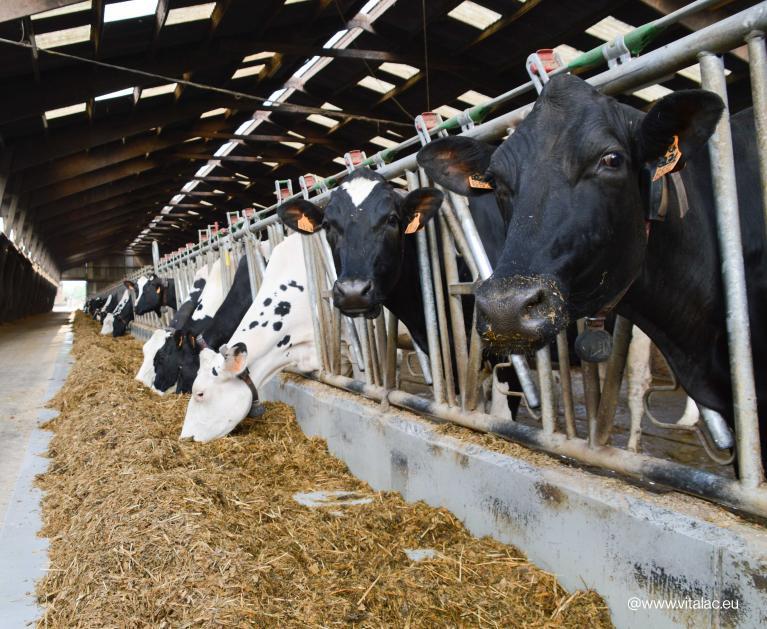 Alimentation des vaches laitières