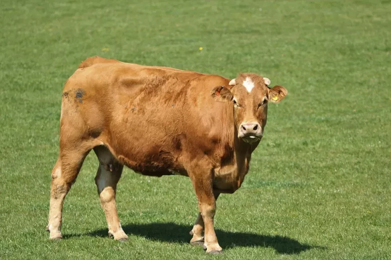 Vache allaitante nutrition animale