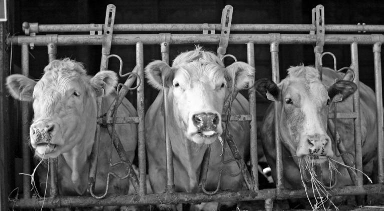 Vaches noir et blanc