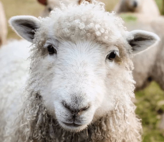 Petits ruminants mouton