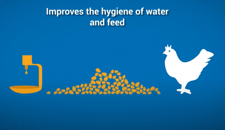 video acidification poultry