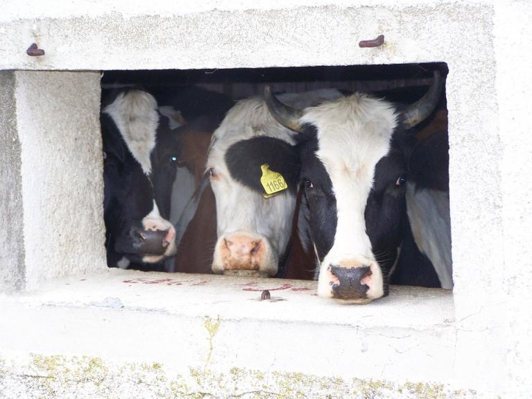 fenetre-vaches.jpg