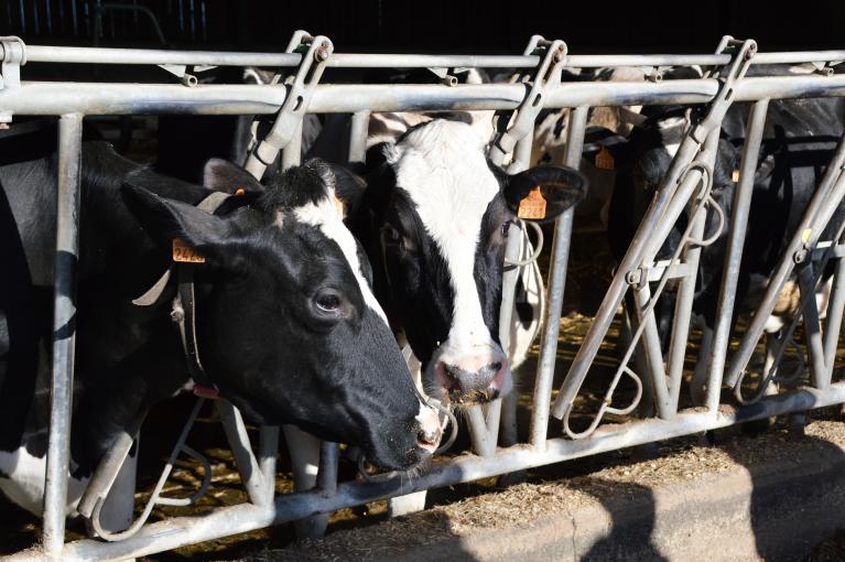 Vaches en stabulation