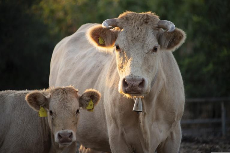 Vache allaitante avec son veau