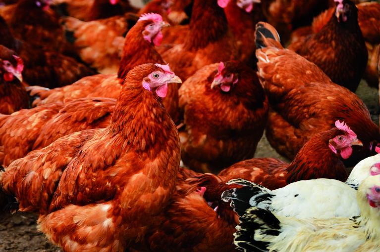 Poules pondeuses