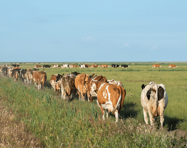 vache mise à l'herbe