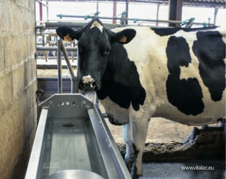 Vache abreuvoir