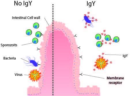 schema igY - en