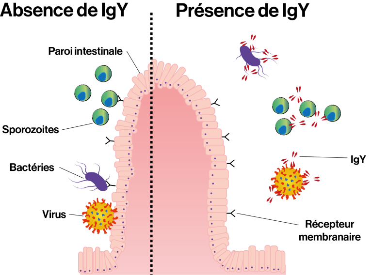 schema igY