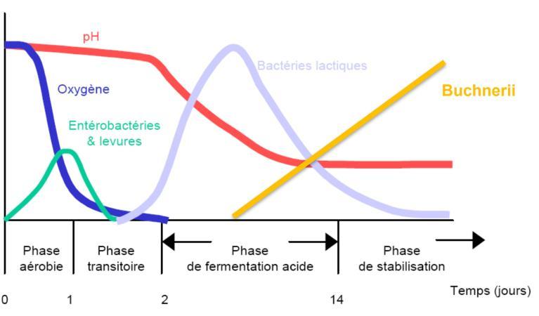 Schéma phases conservation.jpg