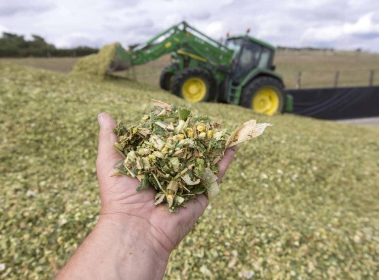 Chantier ensilage de maïs