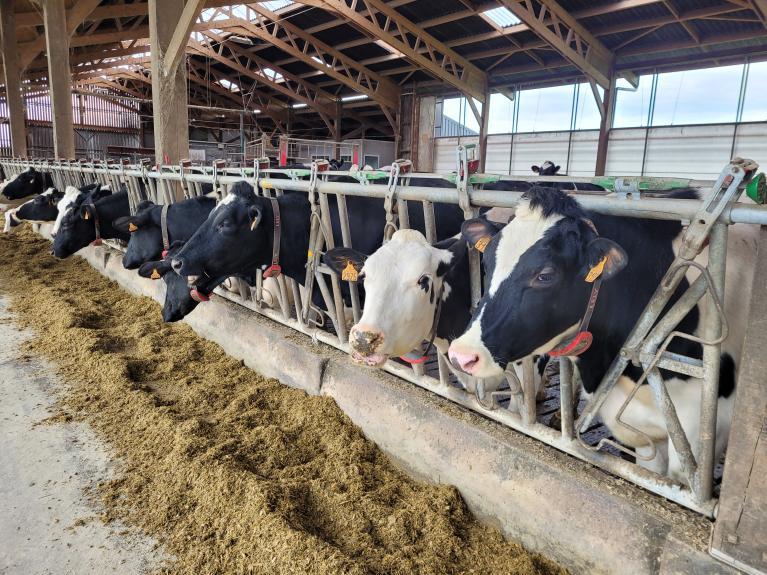 Vaches devant ration.jpg