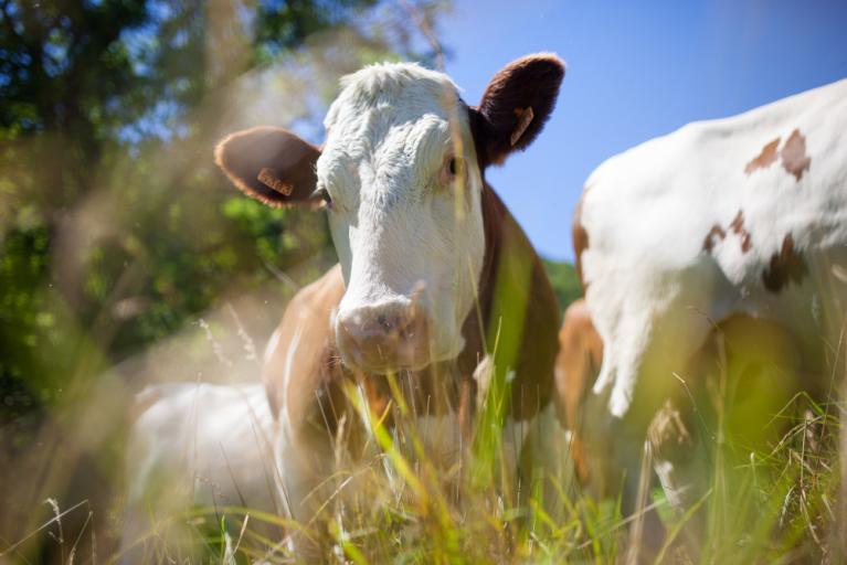 troupeau de vaches