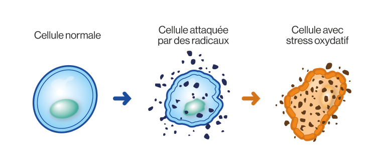Cellule-attaquee-stress-oxydatif.png