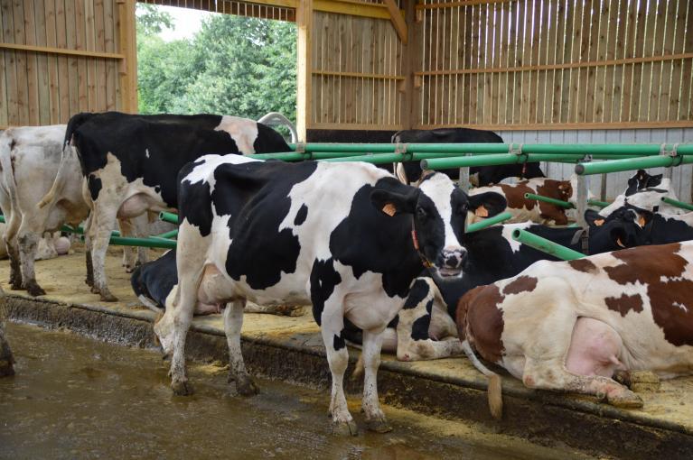 intérieur-vaches-repos.JPG