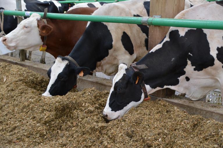 Ration vaches qui mangent.JPG