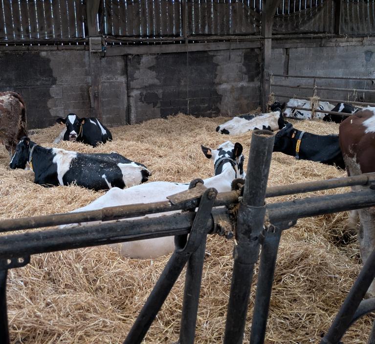 Vaches taries allongées