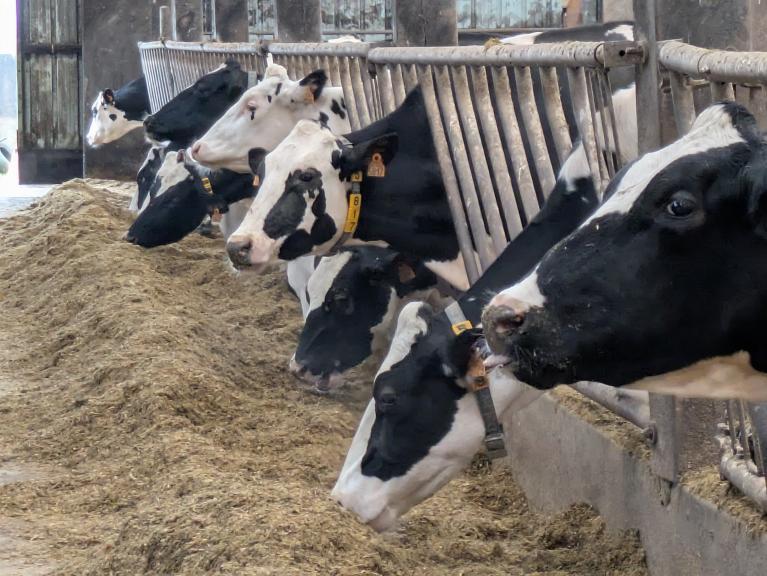 Vaches devant ration 