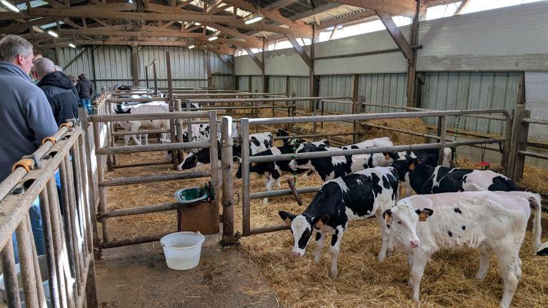 Visite de l'atelier des génisses 