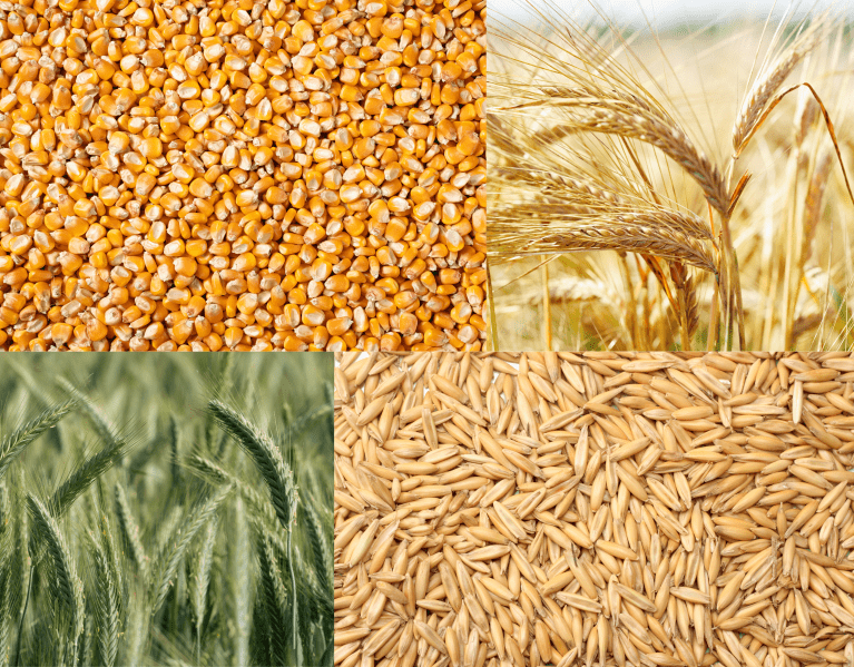 Céréales XL GRAIN .png