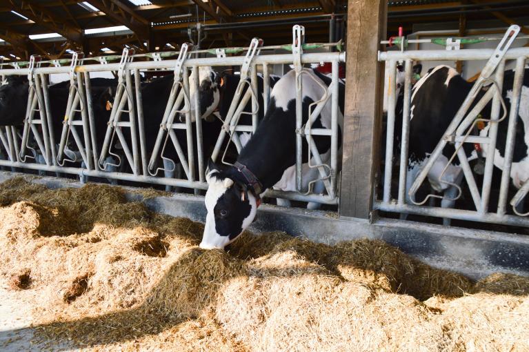 Bovins_nutrition animale_ration au soleil.jpg