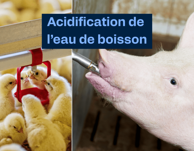 image article acidifiants