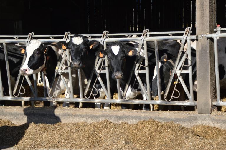 vaches-alimentation-bovins.JPG