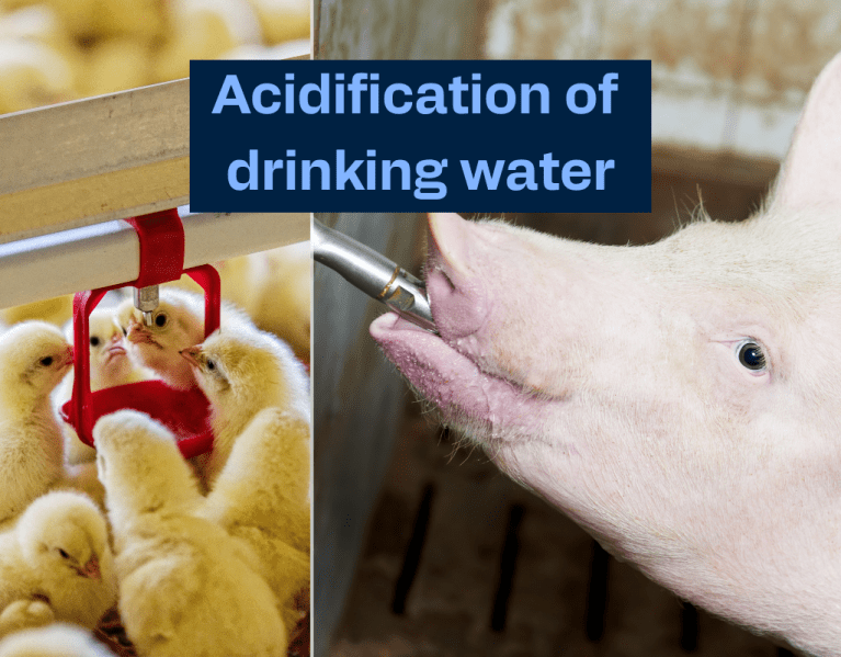 Acidification of drinking water