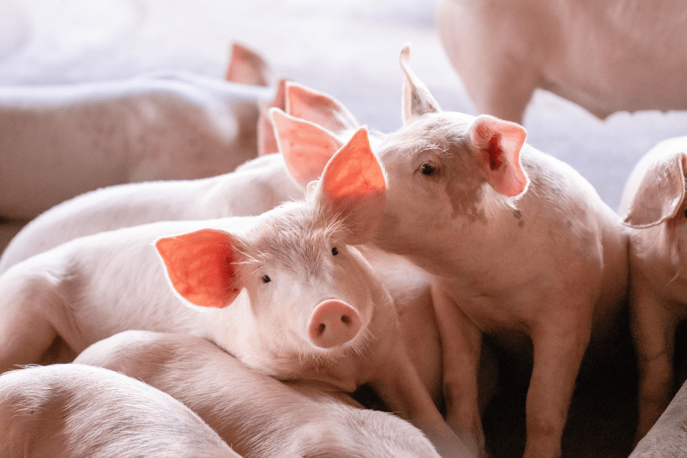 Alimentation en élevage de porcs