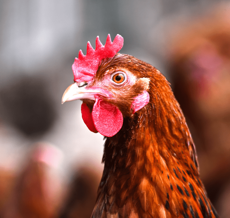 Alimentation des volailles