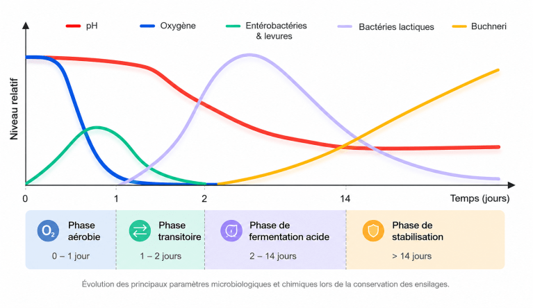 Evolution processus ensilage 