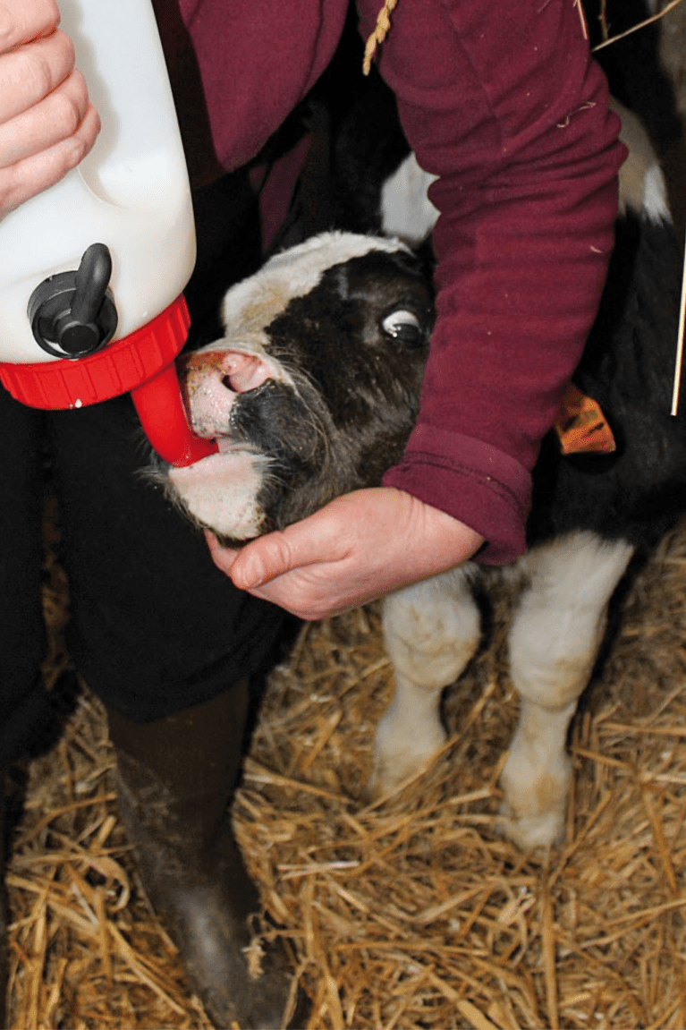 Petit veau qui boit du colostrum.png