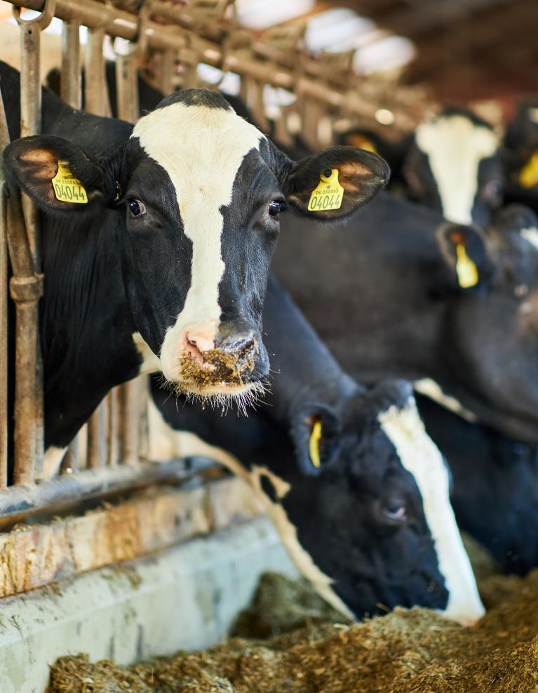 Vache Holstein