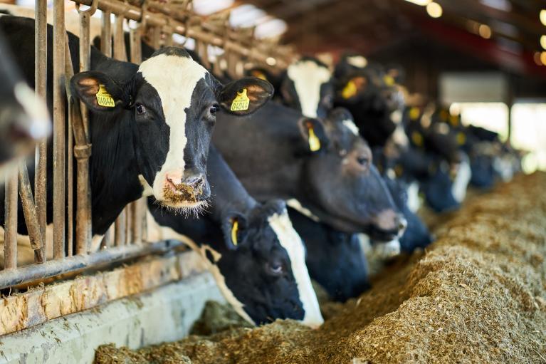 Vaches laitières devant ration