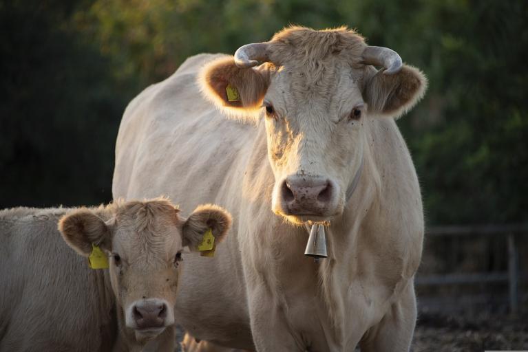 Vache allaitante avec son veau.jpg